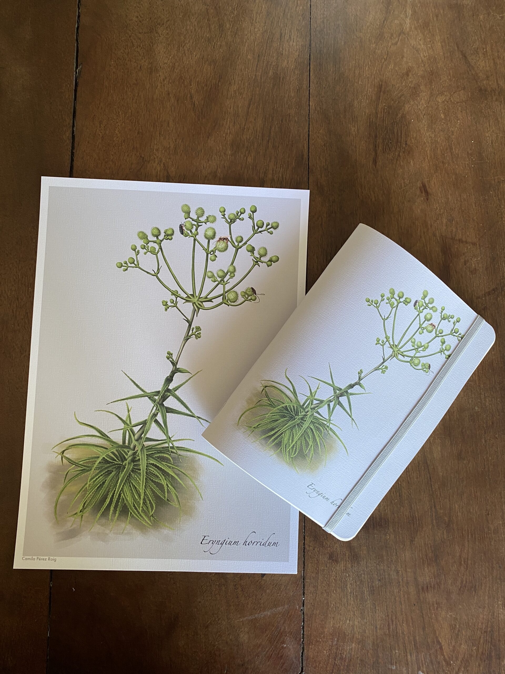 Custom Notebook – Eryngium horridum