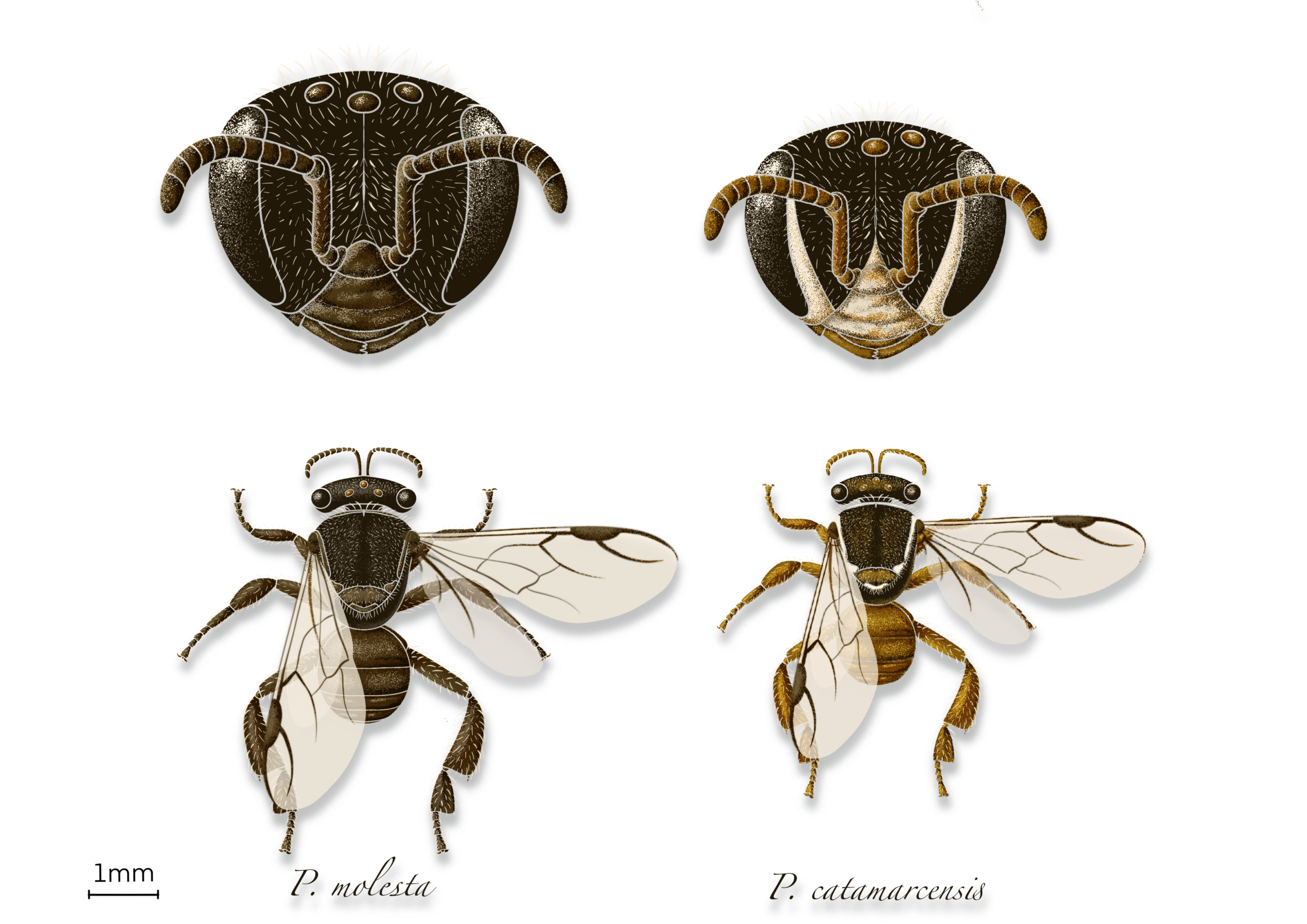 Thesis Cover and Native Bees Diagram